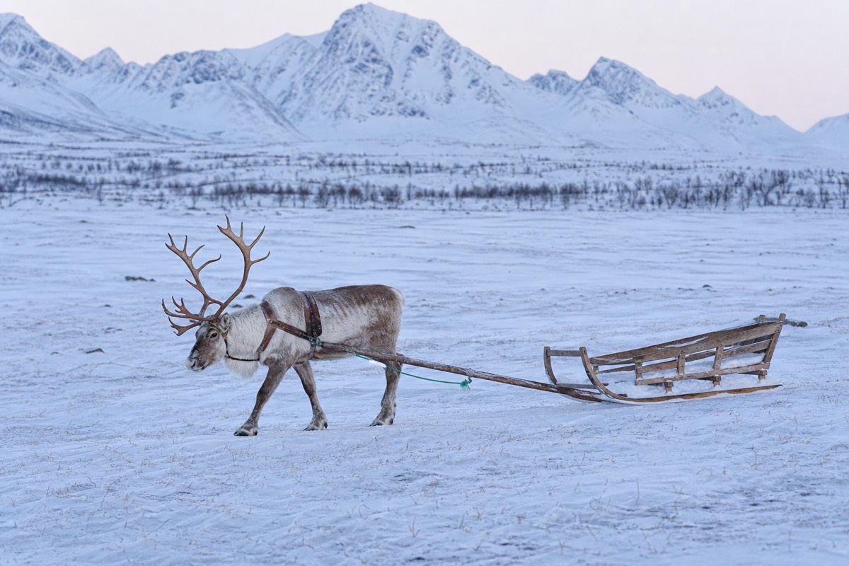 Reindeer Sledding Tours in Tromsø: The Real Booking Details