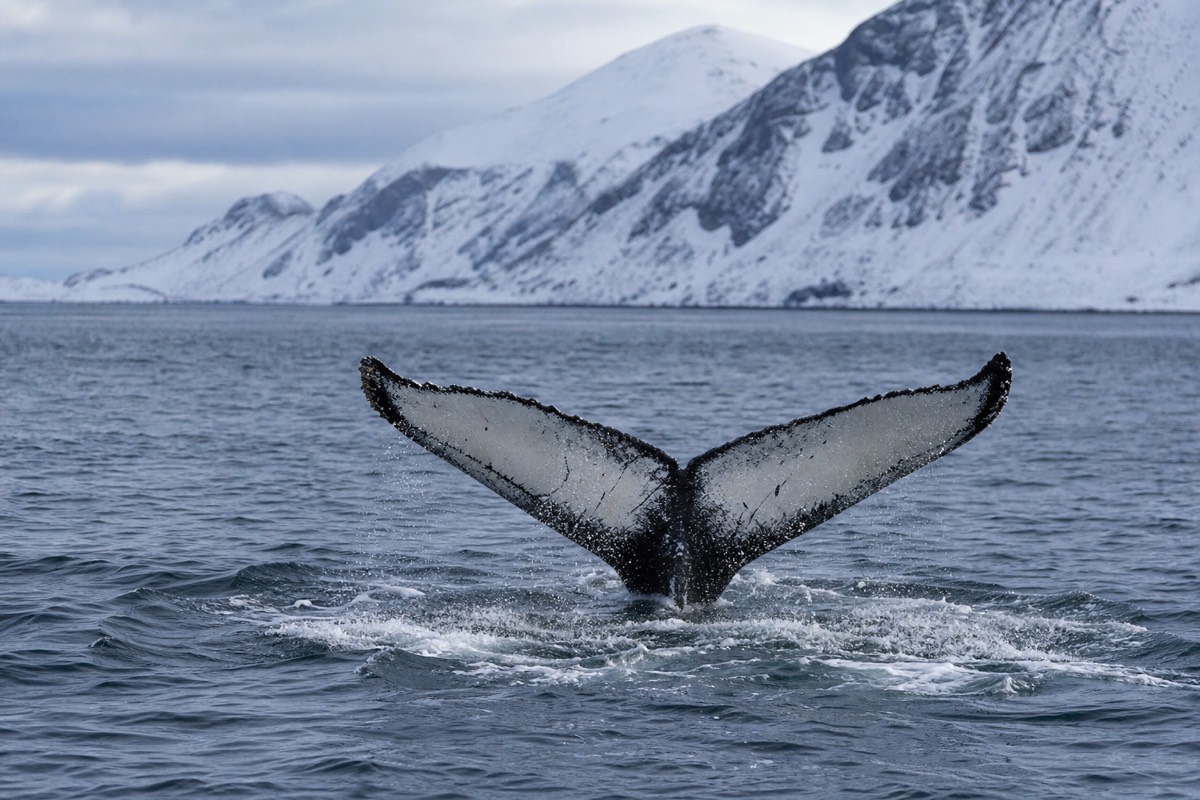 Whale Watching Tours in Tromsø: Which Boat to Book