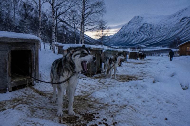 From Tromsø: Guided Husky Snowshoe Hike and Husky Camp Visit