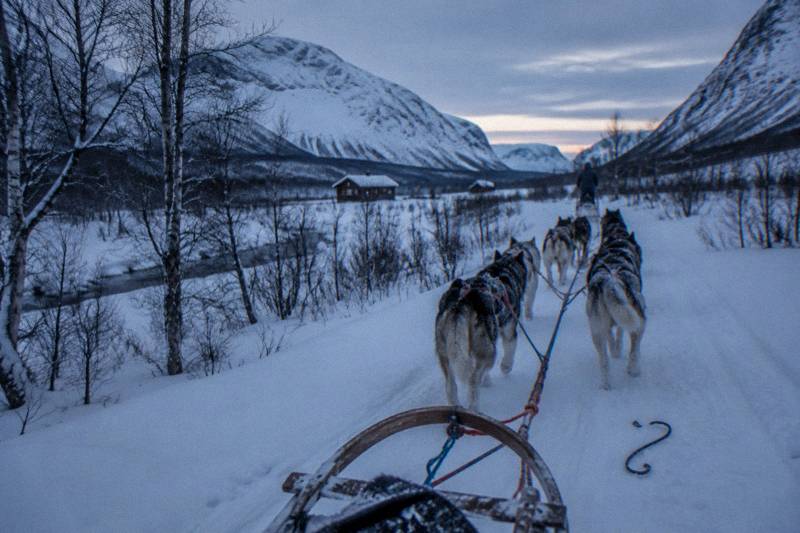 From Tromsø: Fun and Easy Dog Sledding Adventure