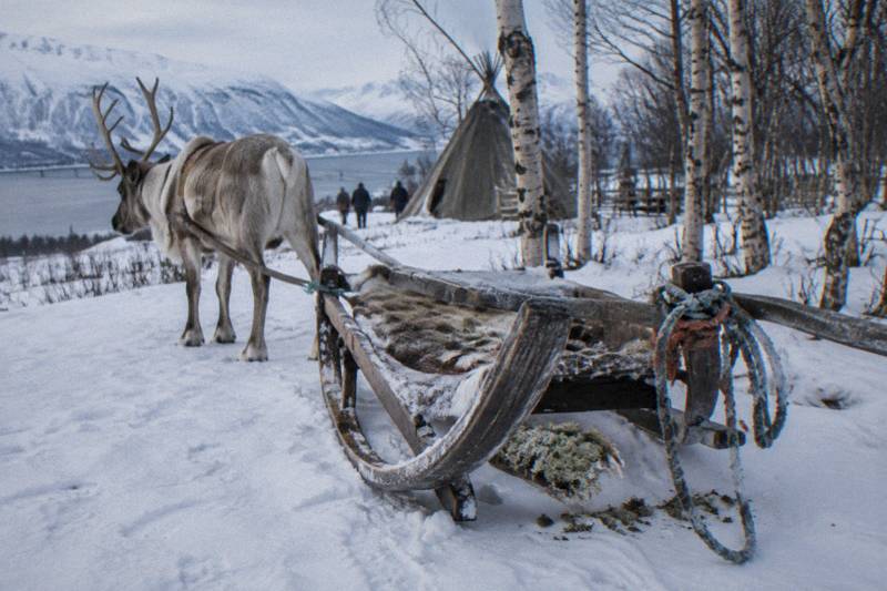 Tromsø: Reindeer Sledding and Sami Cultural Tour with Lunch