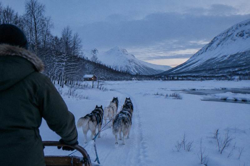 From Tromsø: Husky Experience with Self-Drive Dog Sled Ride