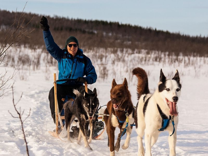 Husky Sledding tour in Tromso Norway