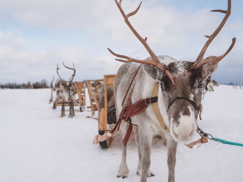 one of the Reindeers in Sledding tour in Tromso