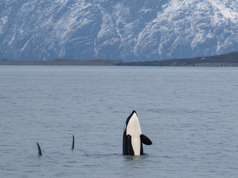 Silent whale tour in Tromso