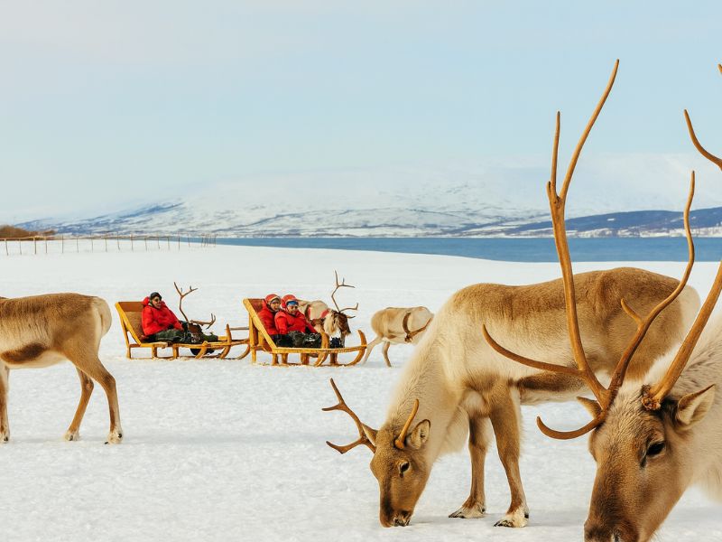Sledding Reindeer Tour in Tromso by Arctic tours