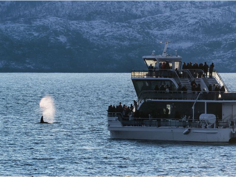Whale Watching Hybrid Boat Tour in Skjervoy from Tromsø