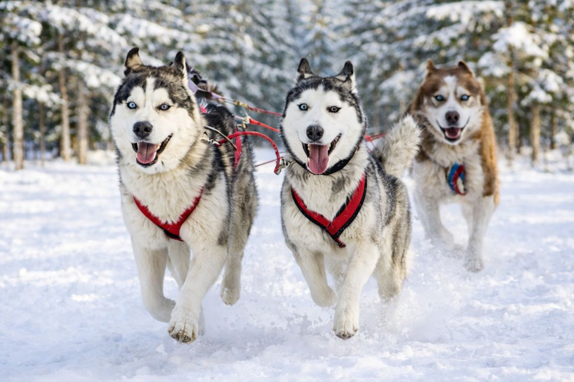 Husky sledding in Tromsø photographed during a Tromso Norway Tours Arctic adventure, showing a team of Siberian huskies running through a snowy forest trail