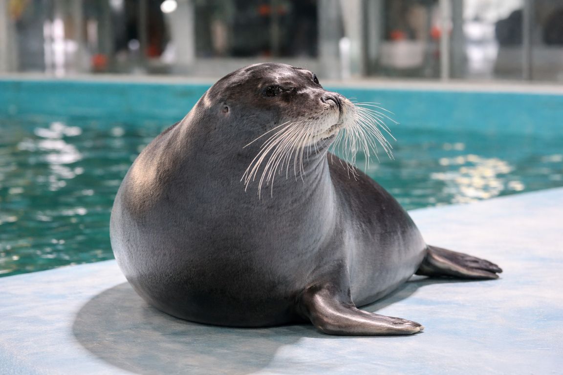 Seal at the Polaria Aquarium pool in Tromsø captured during a Tromso Norway Tours Arctic city experience